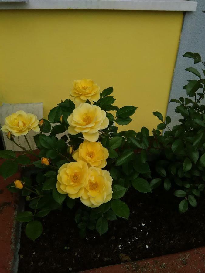 B&B Tisoi Belluno Bagian luar foto